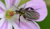 Empis pennipes